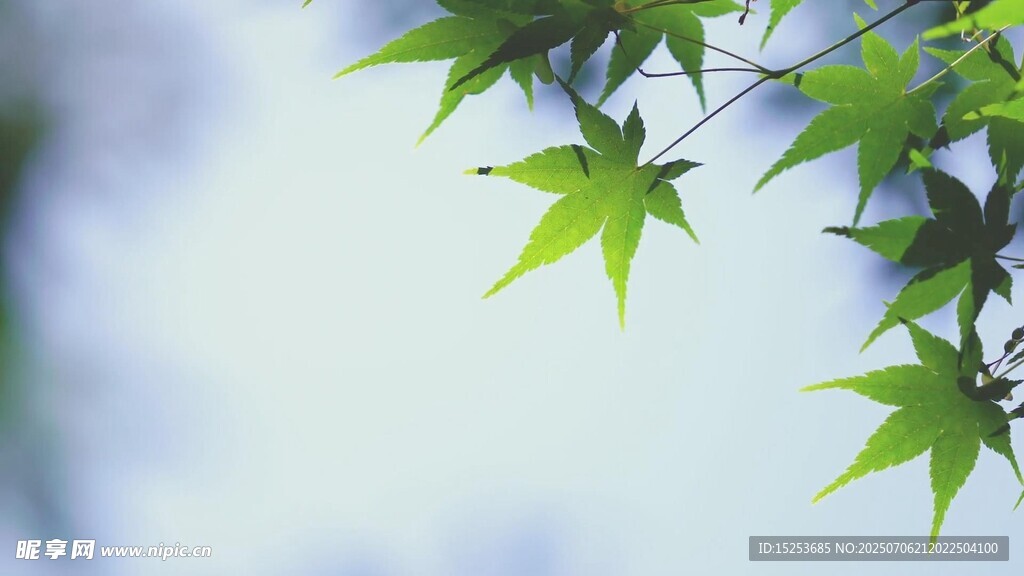 翠绿枫叶枝头展
