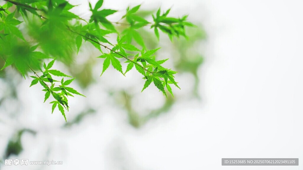翠绿枫叶枝头展