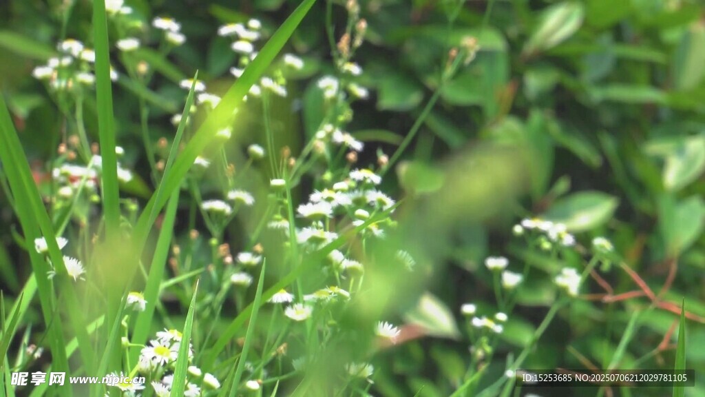 清新小白花点缀绿色草丛