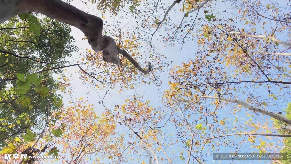 仰视秋日树枝与蓝天