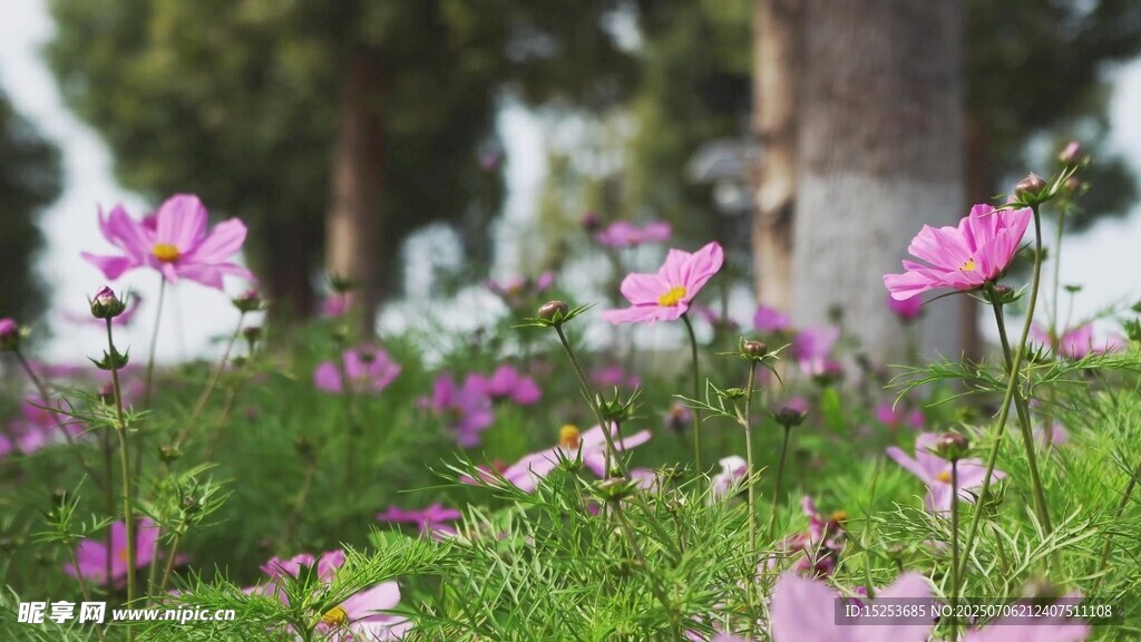 烂漫花丛中的美丽花朵