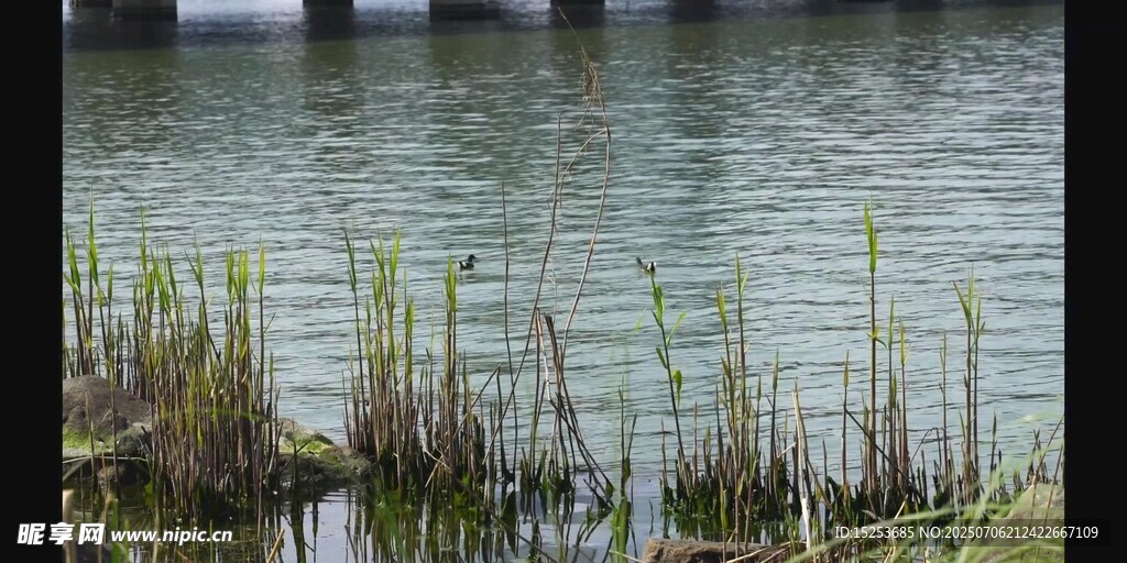 湖畔水草静谧湖水风光