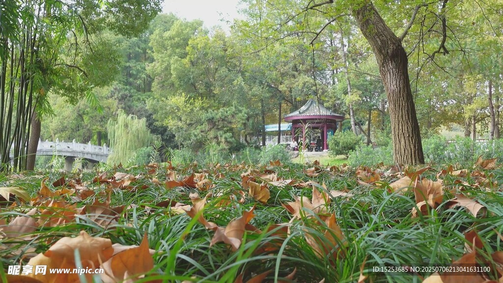 秋日公园落叶景致