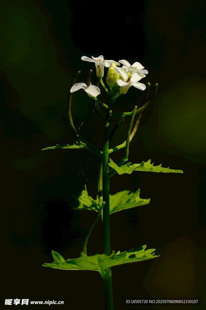 白色小花绽放于绿叶间
