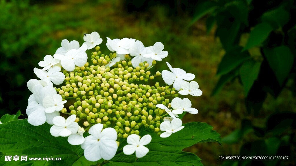 白色绣球花特写