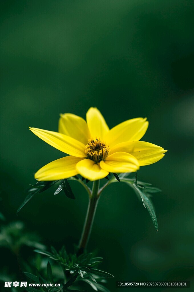 黄色单朵小花特写