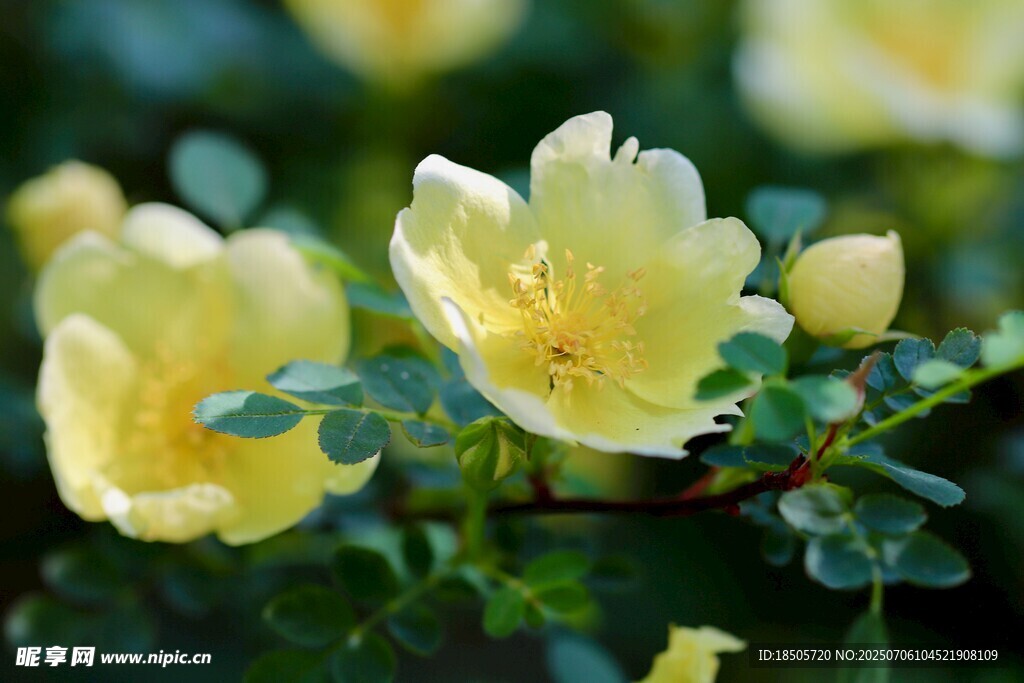 黄花朵朵绽绿叶间