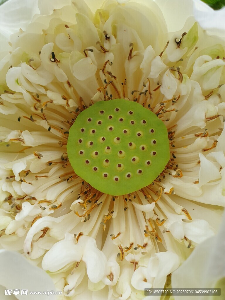 黄色花朵花蕊