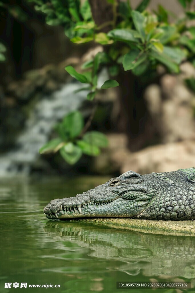 水中鳄鱼头部特写