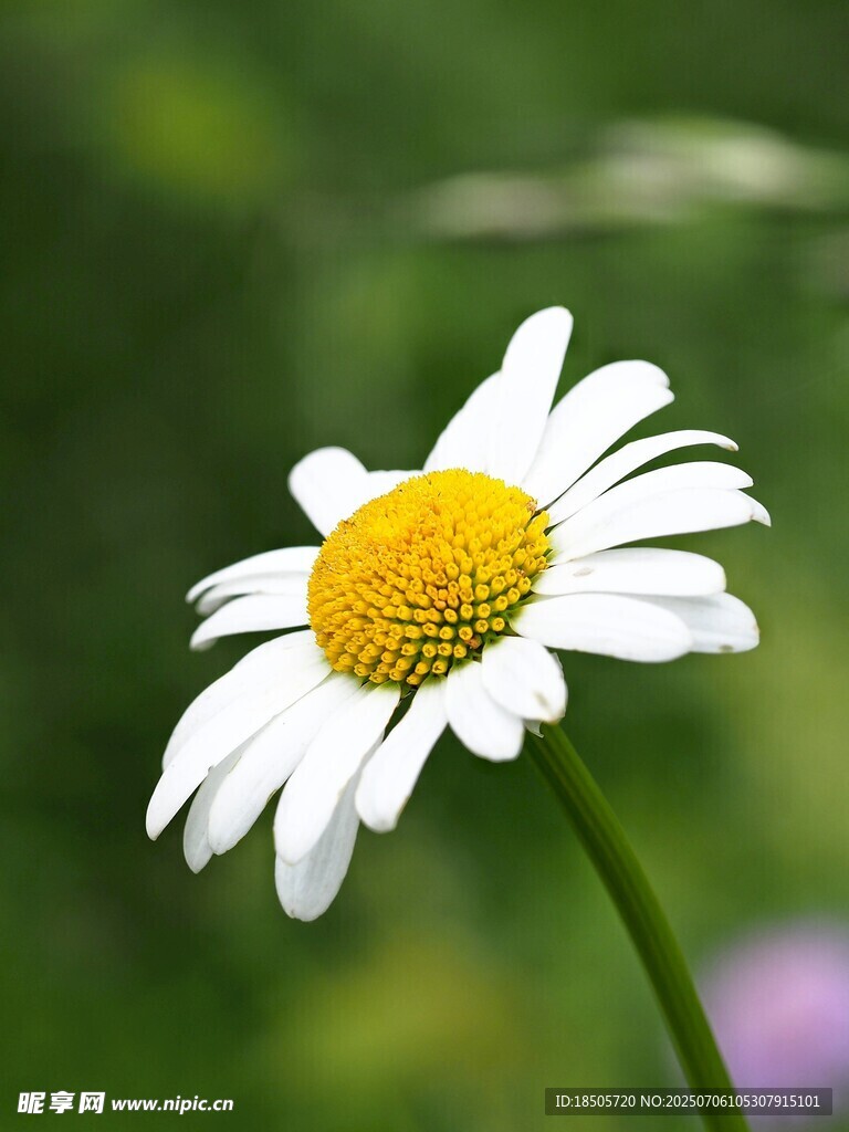 清新雏菊绽放