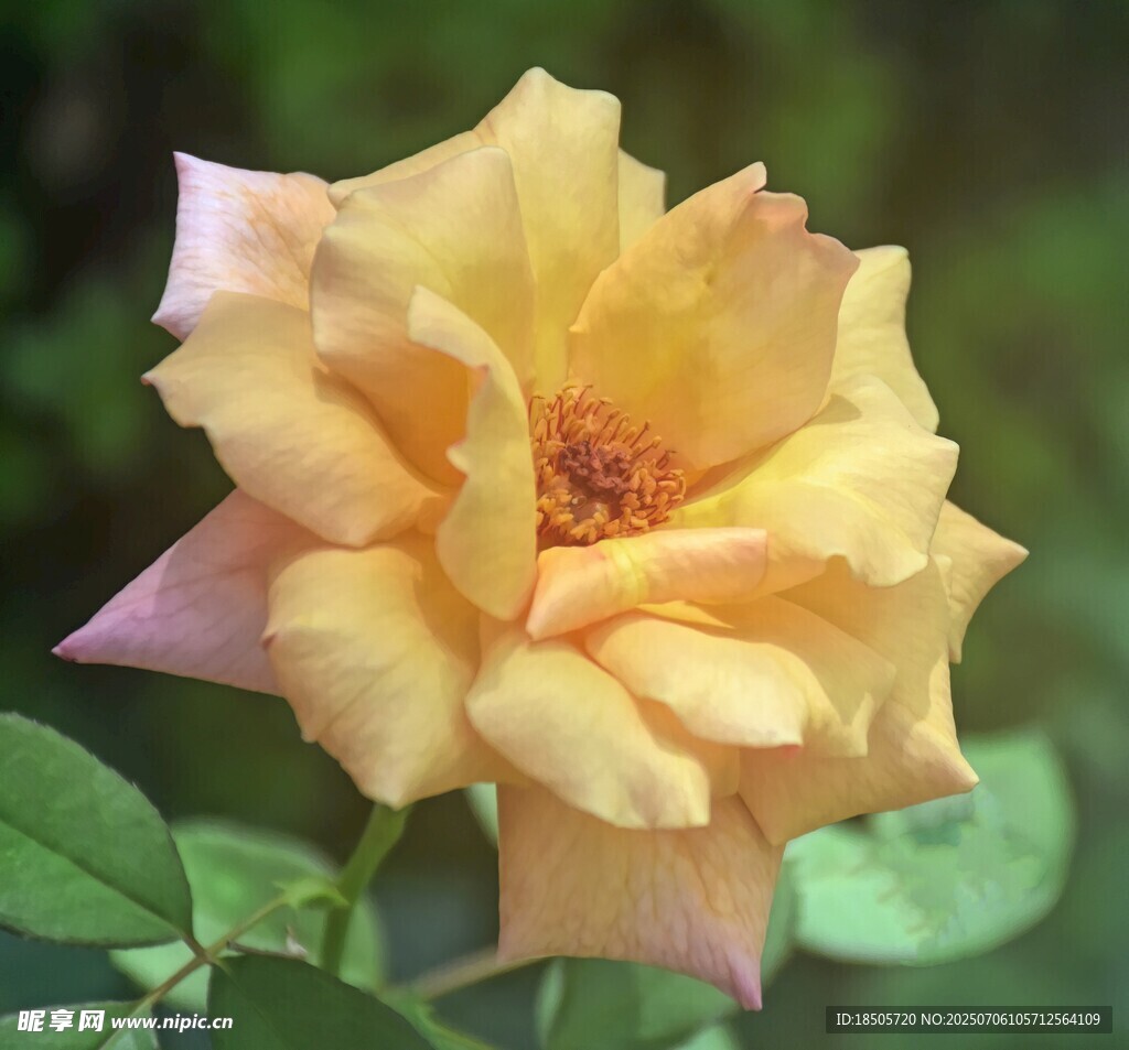 黄粉渐变娇艳月季花