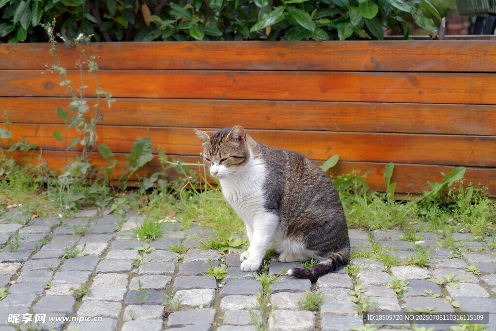 蹲坐的花猫
