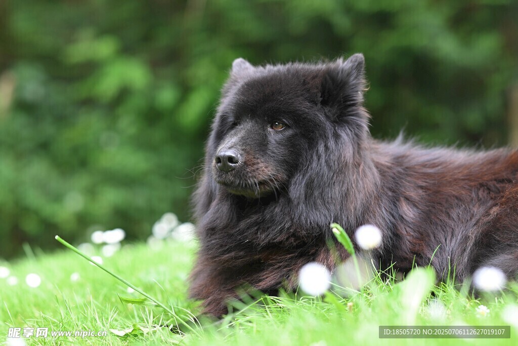 黑毛犬静卧于绿草花丛间