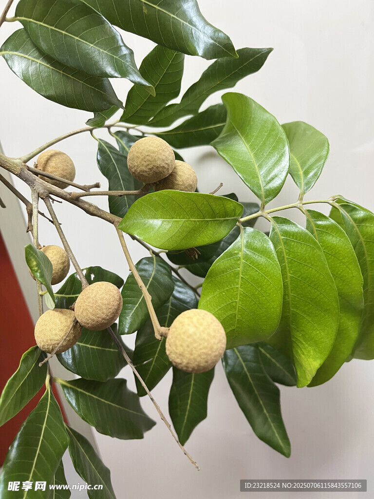 龙眼