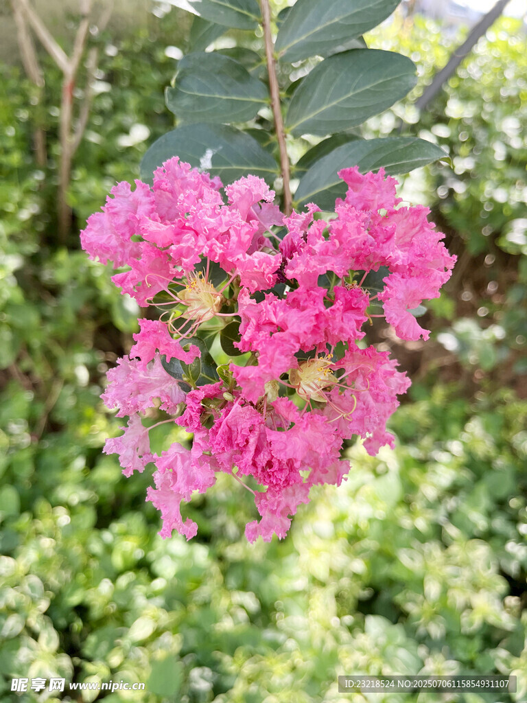 紫薇花