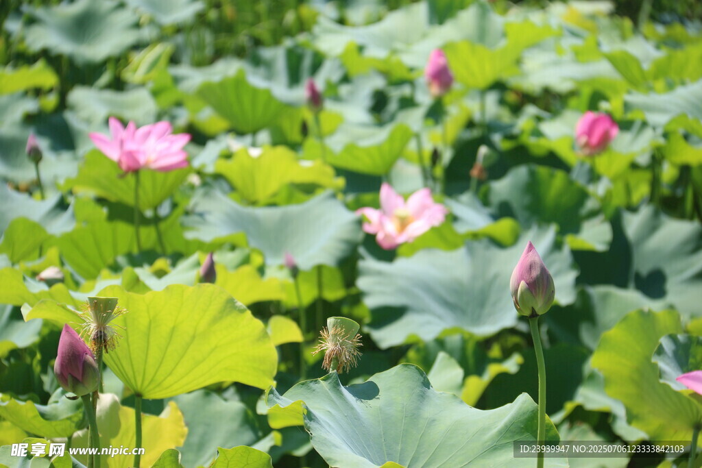 荷花