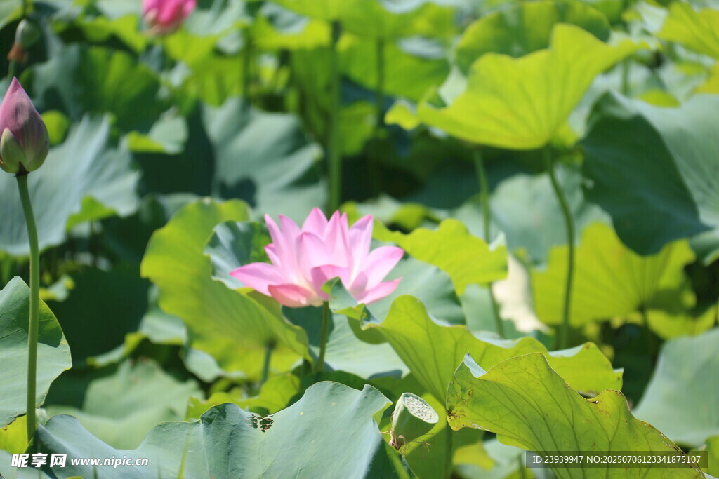 荷花