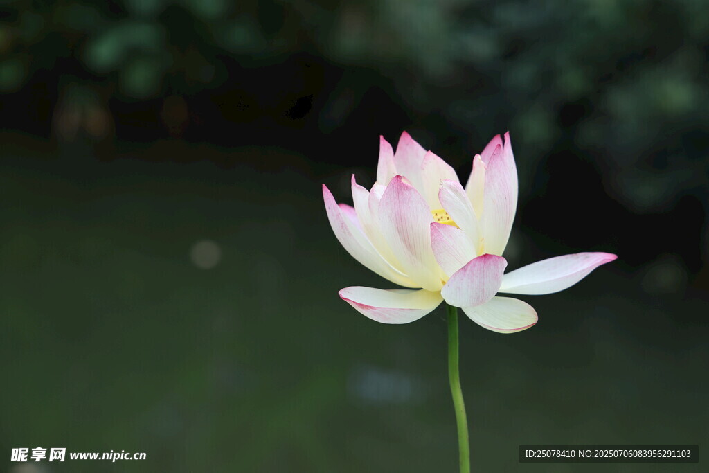 白色荷花