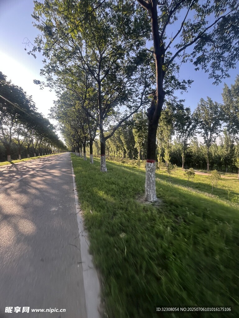 林荫小道 
