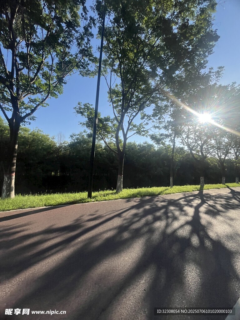 阳光洒落林荫路