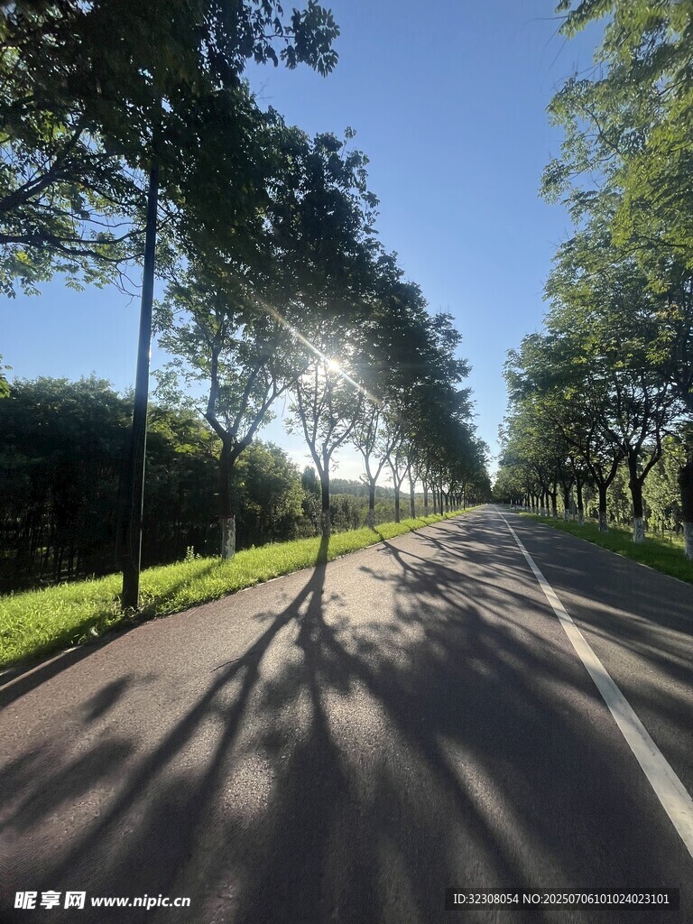 阳光洒落林荫路