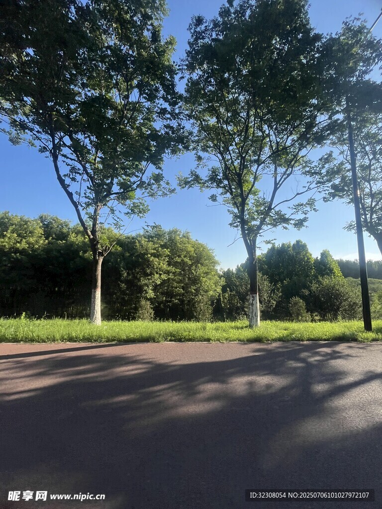 阳光洒落的林荫道路