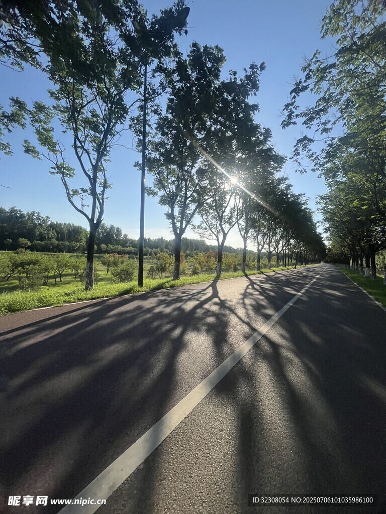 阳光洒落的林荫乡村公路