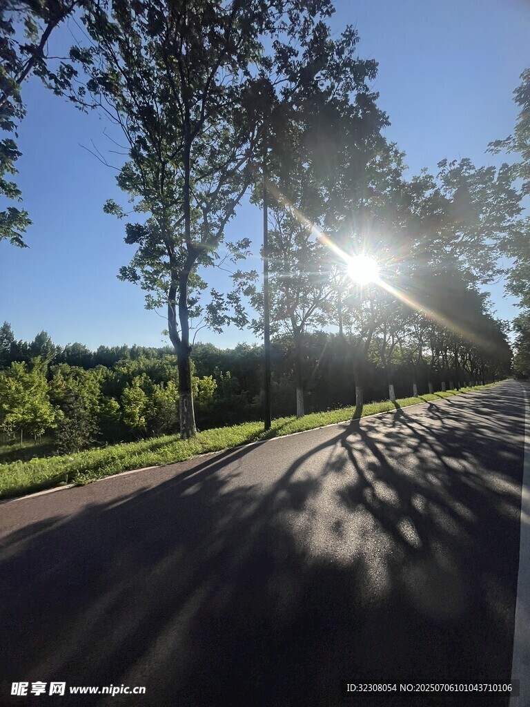 阳光洒落林间小路