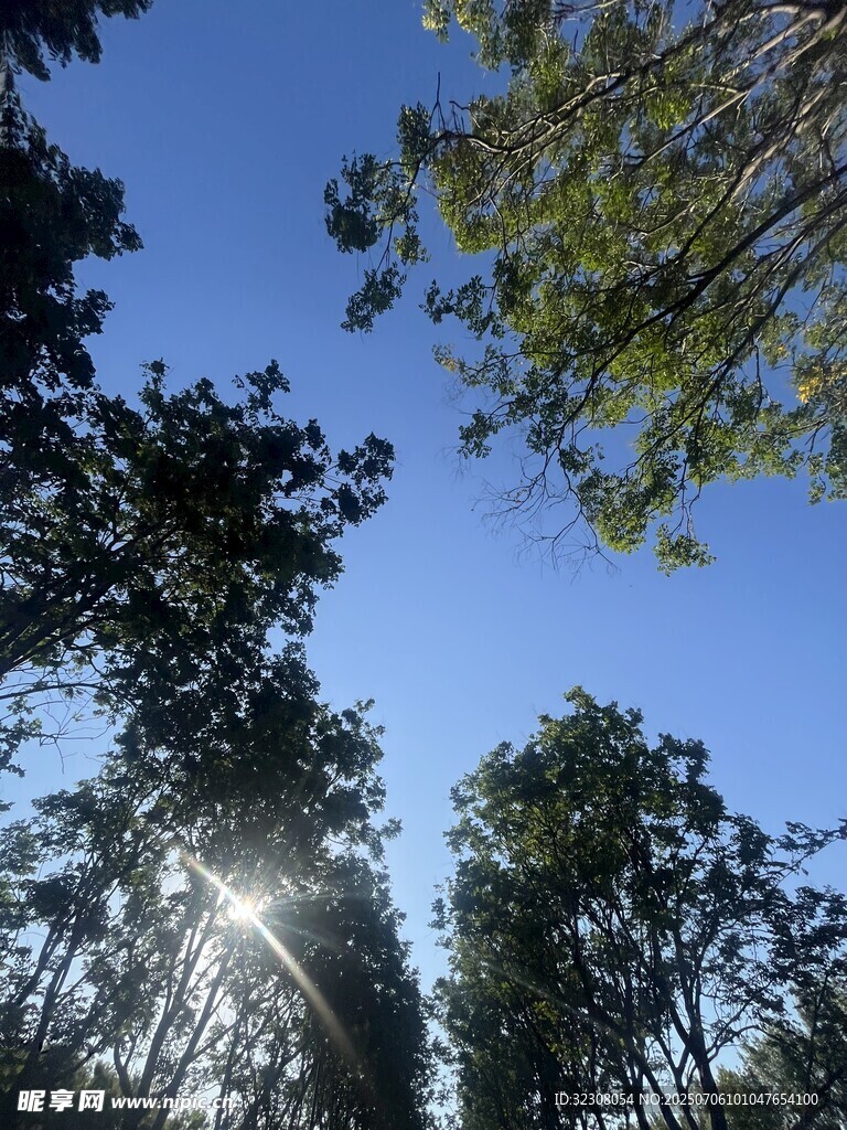 阳光穿透树林的清新景象