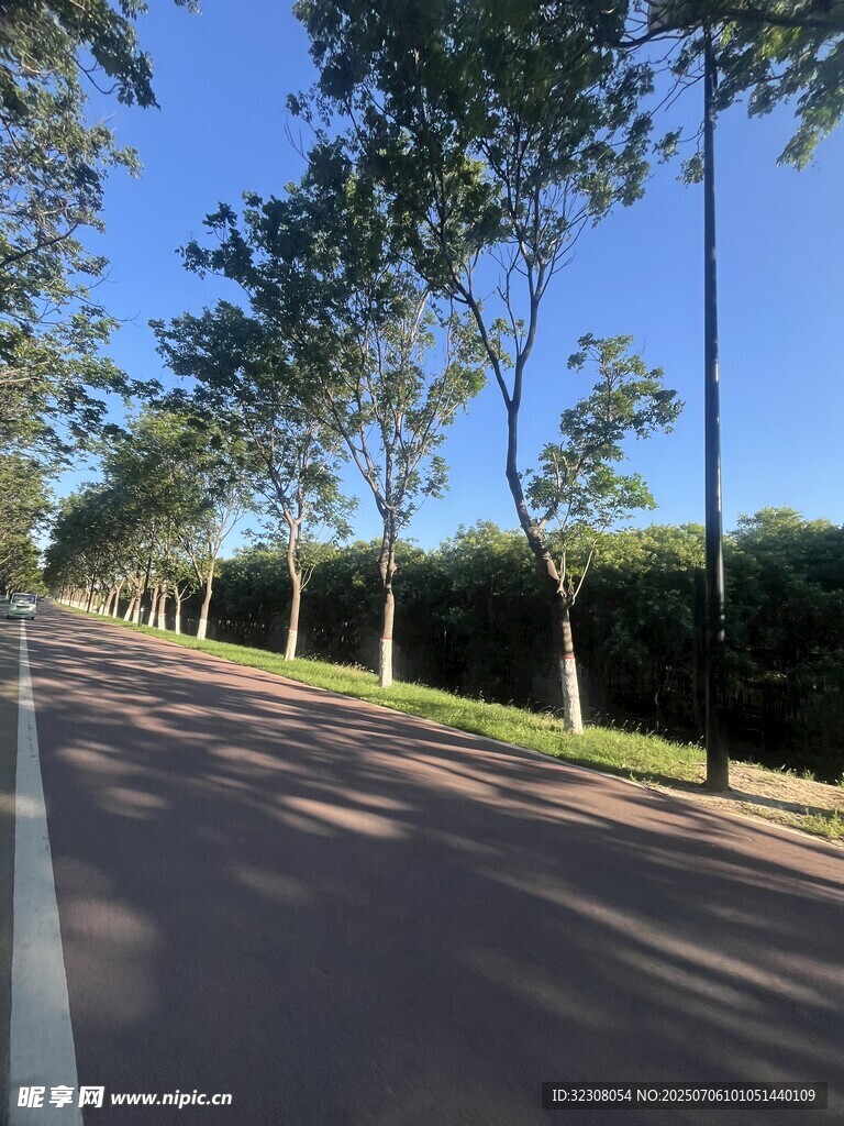 林荫下的平坦道路