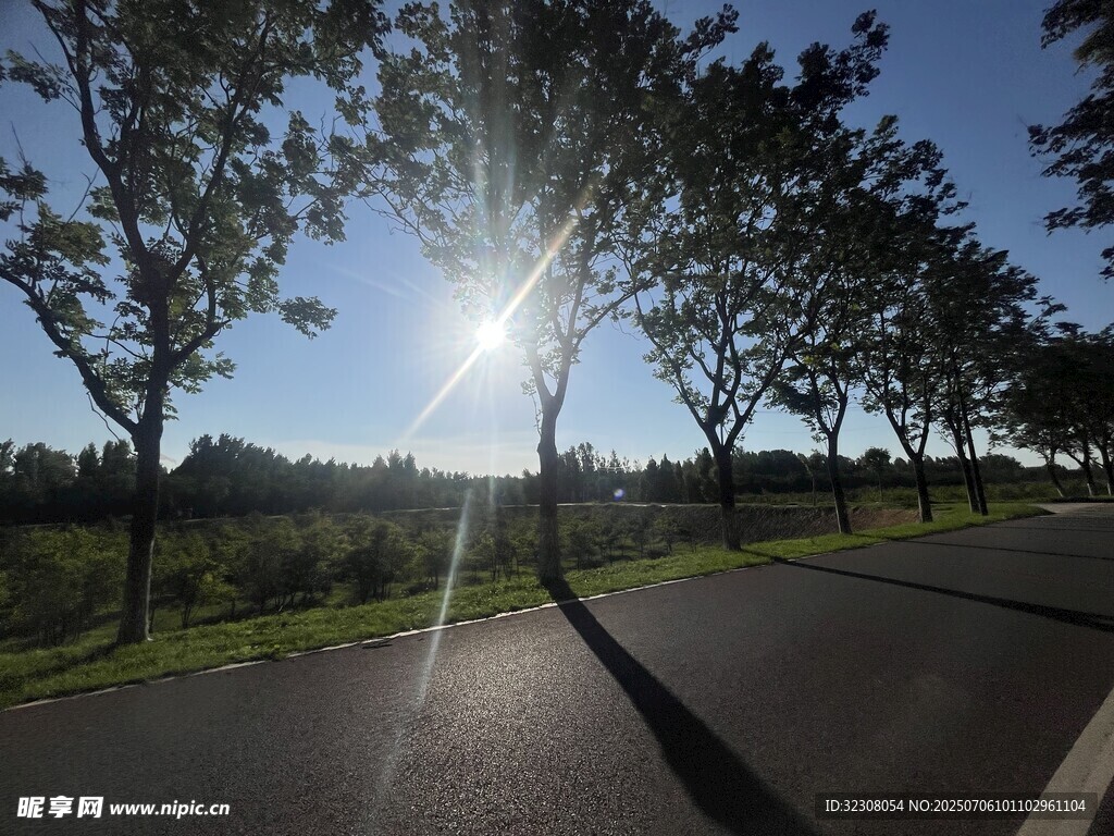 阳光照耀下的林间公路