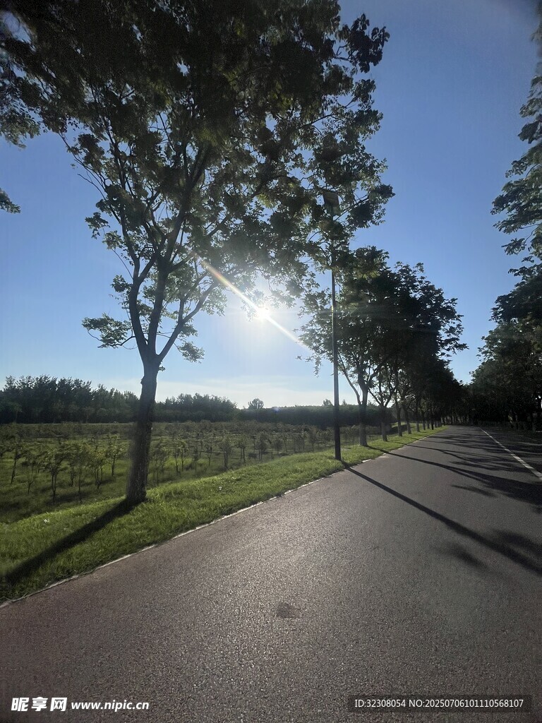 阳光照耀下的林间道路