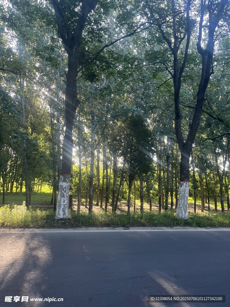林间阳光洒落的静谧道路