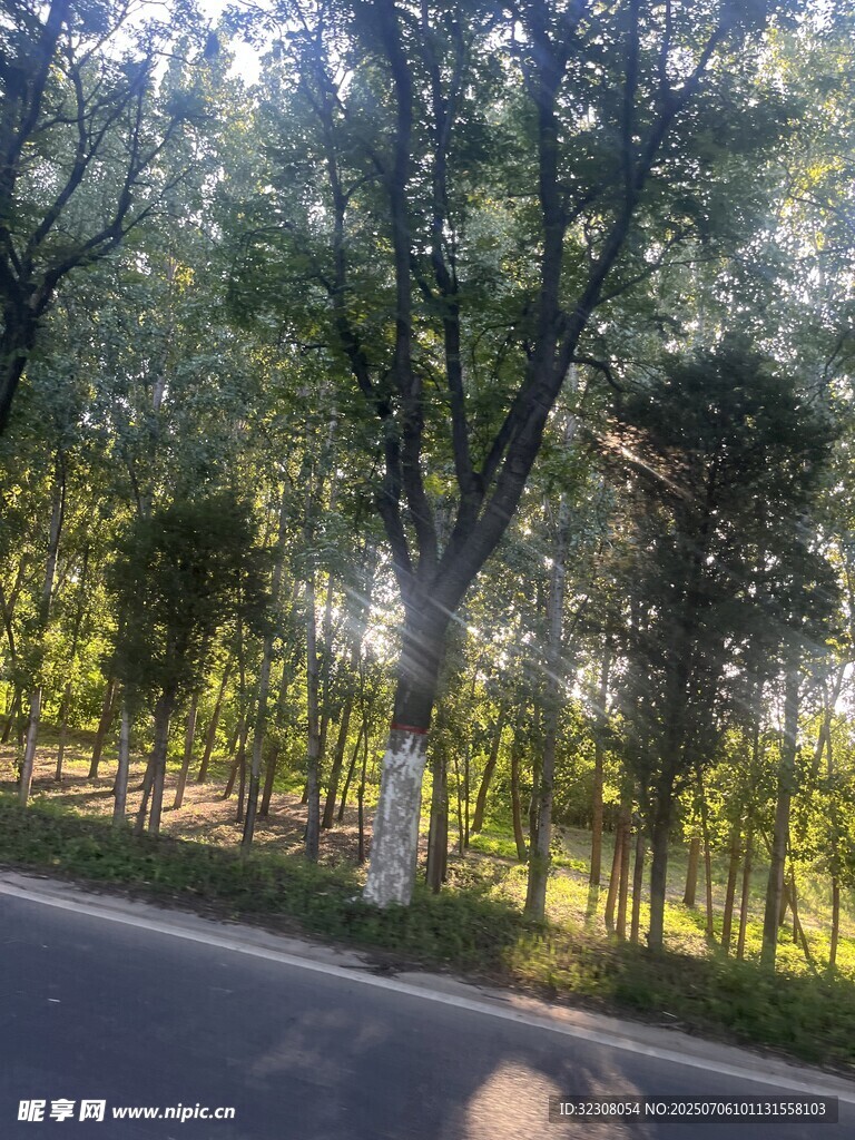 林荫道路 