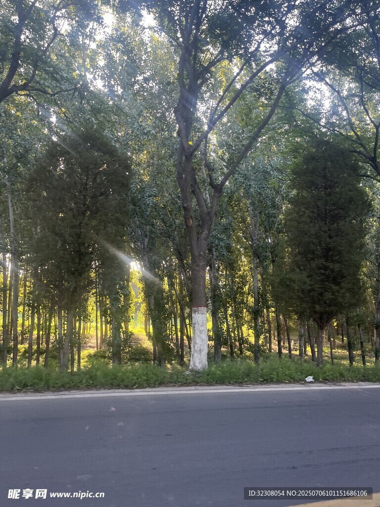 林间阳光洒落的静谧道路