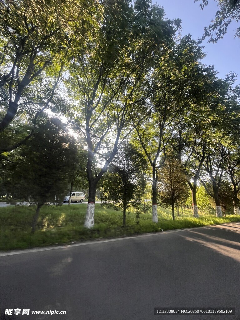 阳光洒落的林荫道路