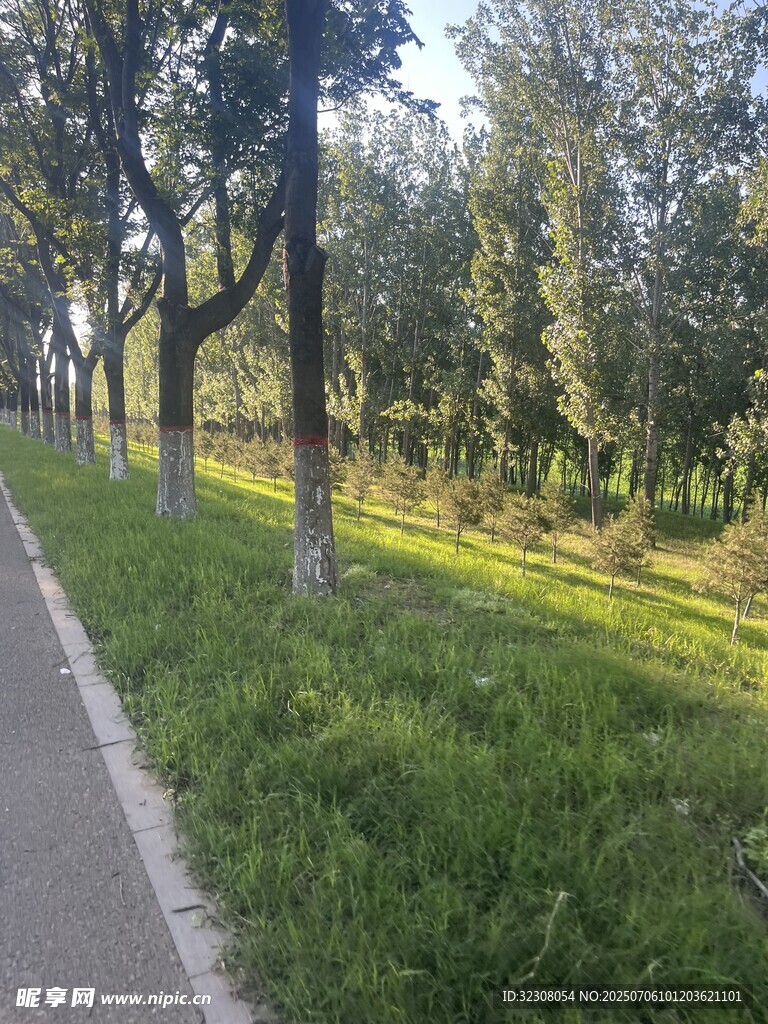 林荫小道旁的绿意风景