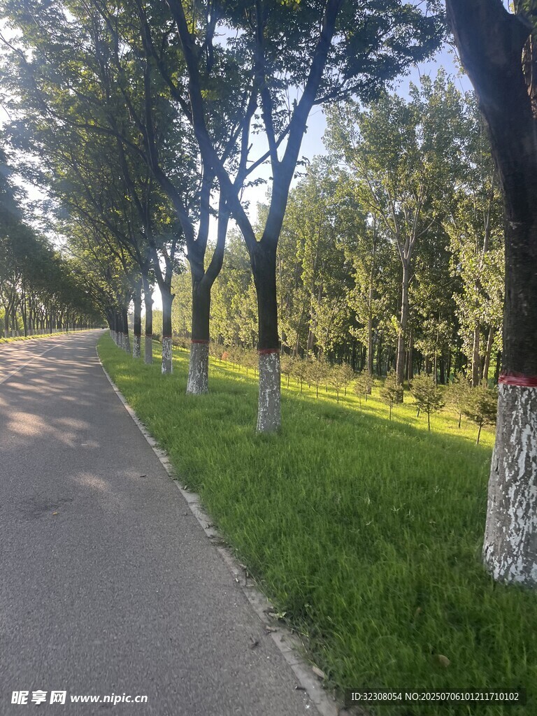 林荫小道 
