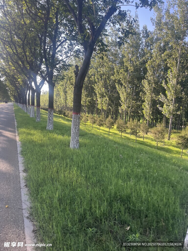 林荫小道 