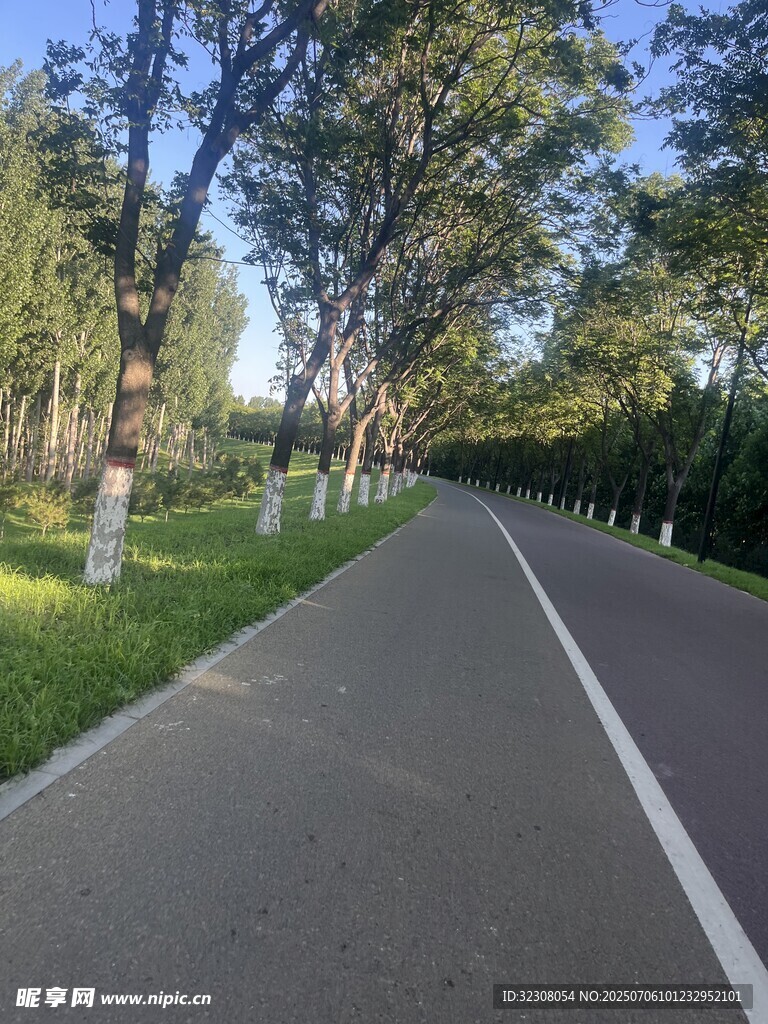 林间静谧公路