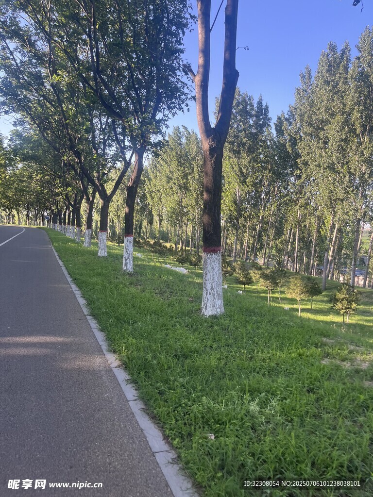 林间幽静小路 