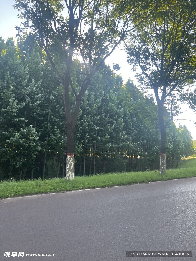林荫道路 