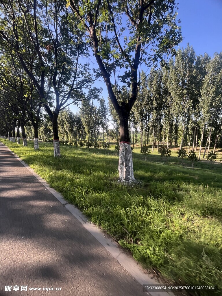 林荫小道 