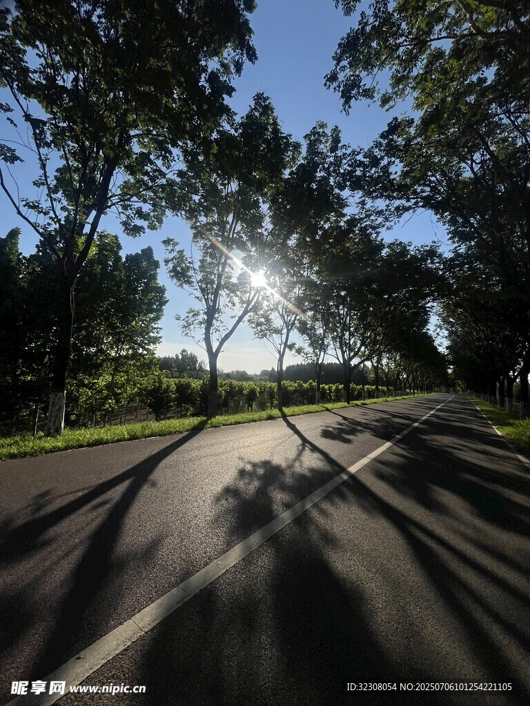阳光洒落的林间公路