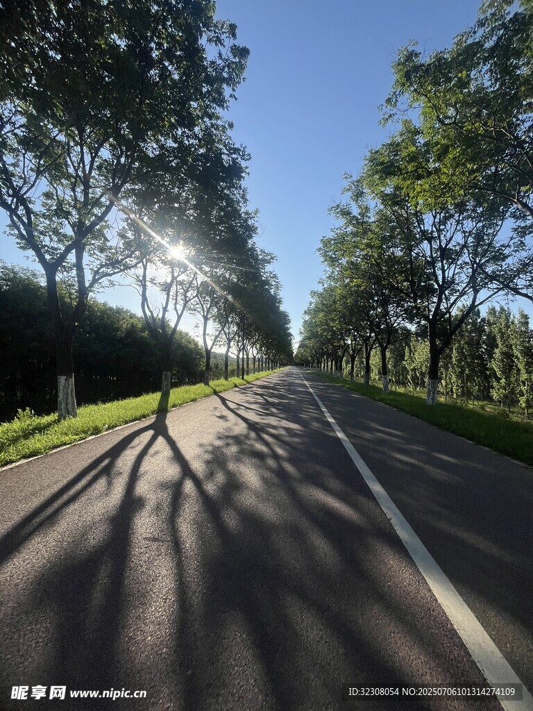 阳光林荫路 