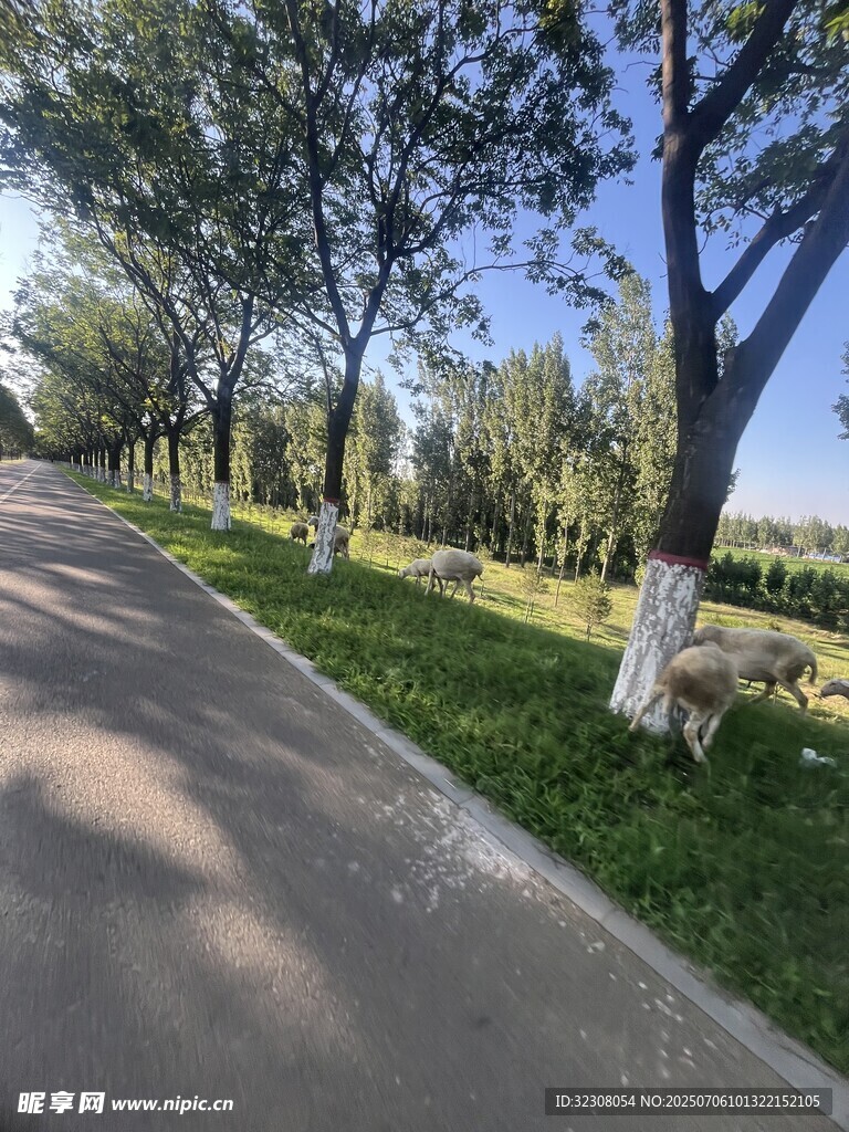 林荫小道 