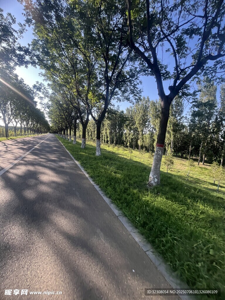 林荫小道 