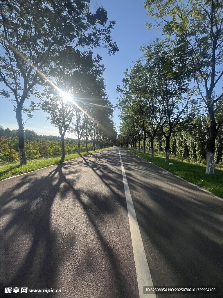 阳光洒落的林间公路