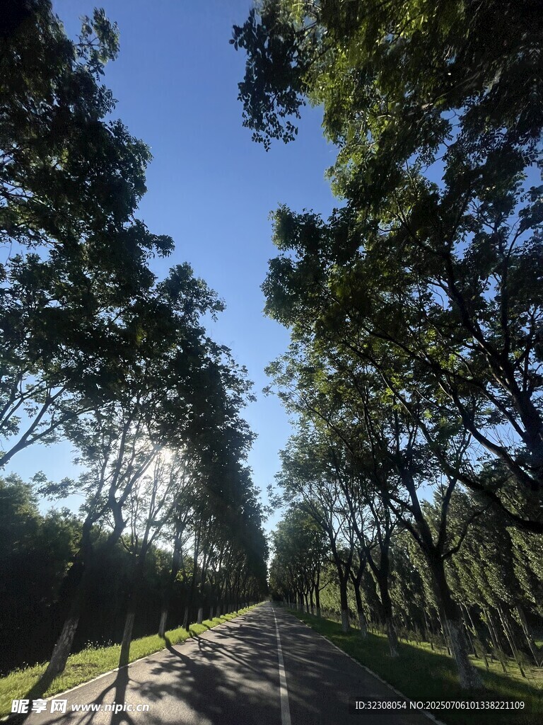 林间阳光小道