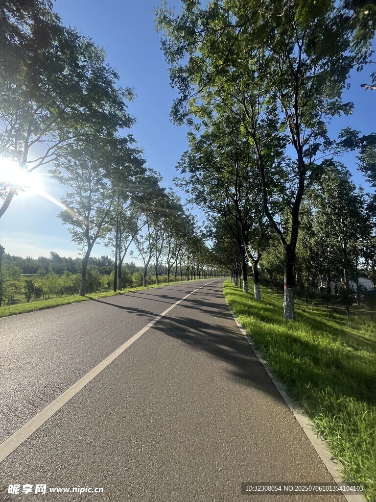 阳光照耀下的林间骑行道